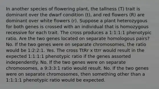 In another species of flowering plant, the tallness (T) trait is dominant over the dwarf condition (t), and red flowers (R) are dominant over white flowers (r). Suppose a plant heterozygous for both genes is crossed with an individual that is homozygous recessive for each trait. The cross produces a 1:1:1:1 phenotypic ratio. Are the two genes located on separate homologous pairs? No. If the two genes were on separate chromosomes, the ratio would be 1:2:2:1. Yes. The cross TtRr x ttrr would result in the expected 1:1:1:1 phenotypic ratio if the genes assorted independently. No. If the two genes were on separate chromosomes, a 9:3:3:1 ratio would result. No. If the two genes were on separate chromosomes, then something other than a 1:1:1:1 phenotypic ratio would be expected.