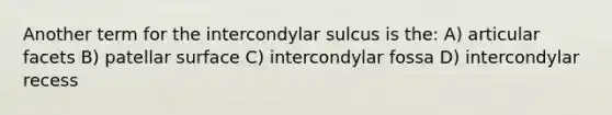 Another term for the intercondylar sulcus is the: A) articular facets B) patellar surface C) intercondylar fossa D) intercondylar recess