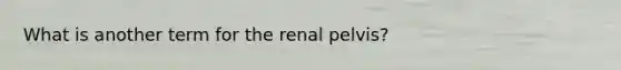 What is another term for the renal pelvis?