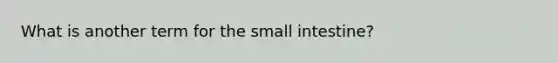 What is another term for the small intestine?