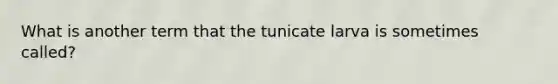 What is another term that the tunicate larva is sometimes called?