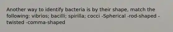 Another way to identify bacteria is by their shape, match the following: vibrios; bacilli; spirilla; cocci -Spherical -rod-shaped -twisted -comma-shaped