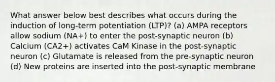 What answer below best describes what occurs during the induction of long-term potentiation (LTP)? (a) AMPA receptors allow sodium (NA+) to enter the post-synaptic neuron (b) Calcium (CA2+) activates CaM Kinase in the post-synaptic neuron (c) Glutamate is released from the pre-synaptic neuron (d) New proteins are inserted into the post-synaptic membrane