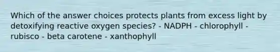 Which of the answer choices protects plants from excess light by detoxifying reactive oxygen species? - NADPH - chlorophyll - rubisco - beta carotene - xanthophyll