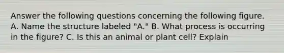 Answer the following questions concerning the following figure. A. Name the structure labeled "A." B. What process is occurring in the figure? C. Is this an animal or plant cell? Explain