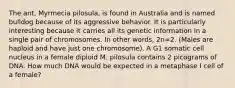 The ant, Myrmecia pilosula, is found in Australia and is named bulldog because of its aggressive behavior. It is particularly interesting because it carries all its genetic information in a single pair of chromosomes. In other words, 2n=2. (Males are haploid and have just one chromosome). A G1 somatic cell nucleus in a female diploid M. pilosula contains 2 picograms of DNA. How much DNA would be expected in a metaphase I cell of a female?