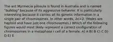 The ant Myrmecia pilosula is found in Australia and is named "bulldog" because of its aggressive behavior. It is particularly interesting because it carries all its genetic information in a single pair of chromosomes. In other words, 2n=2. (Males are haploid and have just one chromosomes.) Which of the following figures would most likely represent a correct configuration of chromosomes in a metaphase I cell of a female. A) A B) B C) C D) D E) E