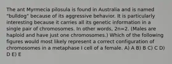 The ant Myrmecia pilosula is found in Australia and is named "bulldog" because of its aggressive behavior. It is particularly interesting because it carries all its genetic information in a single pair of chromosomes. In other words, 2n=2. (Males are haploid and have just one chromosomes.) Which of the following figures would most likely represent a correct configuration of chromosomes in a metaphase I cell of a female. A) A B) B C) C D) D E) E