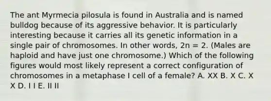 The ant Myrmecia pilosula is found in Australia and is named bulldog because of its aggressive behavior. It is particularly interesting because it carries all its genetic information in a single pair of chromosomes. In other words, 2n = 2. (Males are haploid and have just one chromosome.) Which of the following figures would most likely represent a correct configuration of chromosomes in a metaphase I cell of a female? A. XX B. X C. X X D. I I E. II II