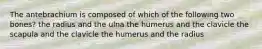 The antebrachium is composed of which of the following two bones? the radius and the ulna the humerus and the clavicle the scapula and the clavicle the humerus and the radius