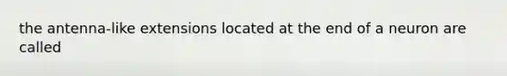 the antenna-like extensions located at the end of a neuron are called