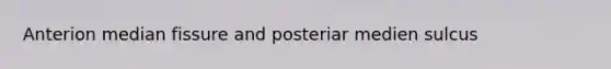 Anterion median fissure and posteriar medien sulcus