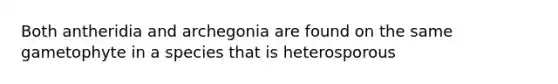 Both antheridia and archegonia are found on the same gametophyte in a species that is heterosporous