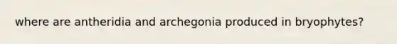 where are antheridia and archegonia produced in bryophytes?