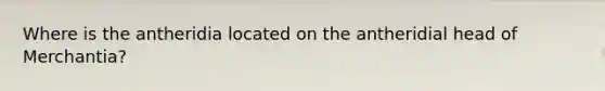 Where is the antheridia located on the antheridial head of Merchantia?