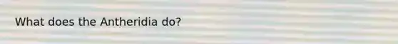 What does the Antheridia do?