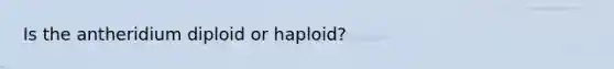 Is the antheridium diploid or haploid?