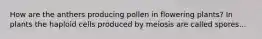 How are the anthers producing pollen in flowering plants? In plants the haploid cells produced by meiosis are called spores...