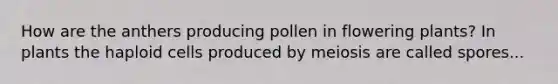 How are the anthers producing pollen in flowering plants? In plants the haploid cells produced by meiosis are called spores...