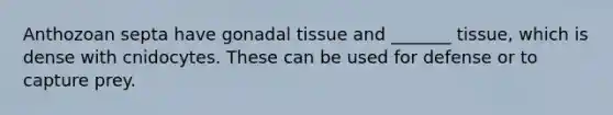 Anthozoan septa have gonadal tissue and _______ tissue, which is dense with cnidocytes. These can be used for defense or to capture prey.