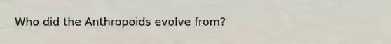 Who did the Anthropoids evolve from?