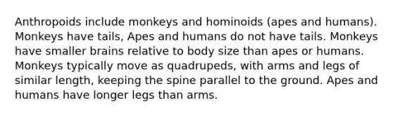 Anthropoids include monkeys and hominoids (apes and humans). Monkeys have tails, Apes and humans do not have tails. Monkeys have smaller brains relative to body size than apes or humans. Monkeys typically move as quadrupeds, with arms and legs of similar length, keeping the spine parallel to the ground. Apes and humans have longer legs than arms.