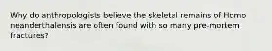 Why do anthropologists believe the skeletal remains of Homo neanderthalensis are often found with so many pre-mortem fractures?