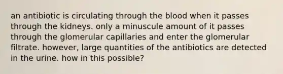 an antibiotic is circulating through the blood when it passes through the kidneys. only a minuscule amount of it passes through the glomerular capillaries and enter the glomerular filtrate. however, large quantities of the antibiotics are detected in the urine. how in this possible?