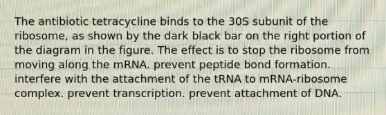 The antibiotic tetracycline binds to the 30S subunit of the ribosome, as shown by the dark black bar on the right portion of the diagram in the figure. The effect is to stop the ribosome from moving along the mRNA. prevent peptide bond formation. interfere with the attachment of the tRNA to mRNA-ribosome complex. prevent transcription. prevent attachment of DNA.