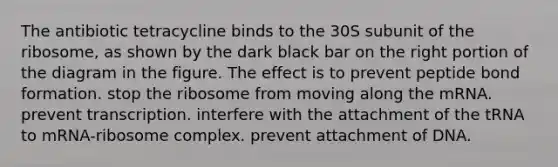 The antibiotic tetracycline binds to the 30S subunit of the ribosome, as shown by the dark black bar on the right portion of the diagram in the figure. The effect is to prevent peptide bond formation. stop the ribosome from moving along the mRNA. prevent transcription. interfere with the attachment of the tRNA to mRNA-ribosome complex. prevent attachment of DNA.