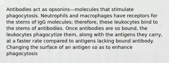 Antibodies act as opsonins—molecules that stimulate phagocytosis. Neutrophils and macrophages have receptors for the stems of IgG molecules; therefore, these leukocytes bind to the stems of antibodies. Once antibodies are so bound, the leukocytes phagocytize them, along with the antigens they carry, at a faster rate compared to antigens lacking bound antibody. Changing the surface of an antigen so as to enhance phagocytosis