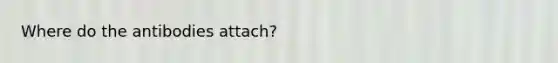 Where do the antibodies attach?