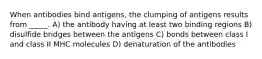 When antibodies bind antigens, the clumping of antigens results from _____. A) the antibody having at least two binding regions B) disulfide bridges between the antigens C) bonds between class I and class II MHC molecules D) denaturation of the antibodies