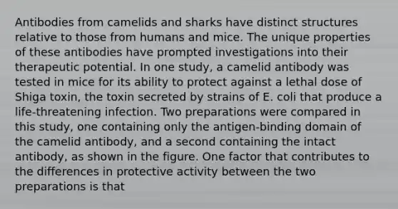 Antibodies from camelids and sharks have distinct structures relative to those from humans and mice. The unique properties of these antibodies have prompted investigations into their therapeutic potential. In one study, a camelid antibody was tested in mice for its ability to protect against a lethal dose of Shiga toxin, the toxin secreted by strains of E. coli that produce a life-threatening infection. Two preparations were compared in this study, one containing only the antigen-binding domain of the camelid antibody, and a second containing the intact antibody, as shown in the figure. One factor that contributes to the differences in protective activity between the two preparations is that