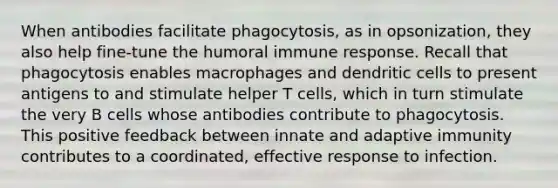 When antibodies facilitate phagocytosis, as in opsonization, they also help fine-tune the humoral immune response. Recall that phagocytosis enables macrophages and dendritic cells to present antigens to and stimulate helper T cells, which in turn stimulate the very B cells whose antibodies contribute to phagocytosis. This positive feedback between innate and adaptive immunity contributes to a coordinated, effective response to infection.