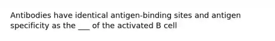 Antibodies have identical antigen-binding sites and antigen specificity as the ___ of the activated B cell