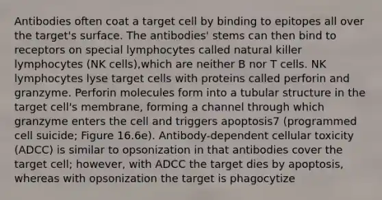 Antibodies often coat a target cell by binding to epitopes all over the target's surface. The antibodies' stems can then bind to receptors on special lymphocytes called natural killer lymphocytes (NK cells),which are neither B nor T cells. NK lymphocytes lyse target cells with proteins called perforin and granzyme. Perforin molecules form into a tubular structure in the target cell's membrane, forming a channel through which granzyme enters the cell and triggers apoptosis7 (programmed cell suicide; Figure 16.6e). Antibody-dependent cellular toxicity (ADCC) is similar to opsonization in that antibodies cover the target cell; however, with ADCC the target dies by apoptosis, whereas with opsonization the target is phagocytize