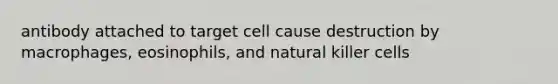 antibody attached to target cell cause destruction by macrophages, eosinophils, and natural killer cells