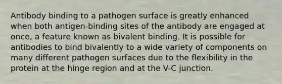 Antibody binding to a pathogen surface is greatly enhanced when both antigen-binding sites of the antibody are engaged at once, a feature known as bivalent binding. It is possible for antibodies to bind bivalently to a wide variety of components on many different pathogen surfaces due to the flexibility in the protein at the hinge region and at the V-C junction.