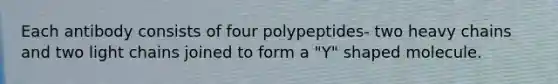 Each antibody consists of four polypeptides- two heavy chains and two light chains joined to form a "Y" shaped molecule.