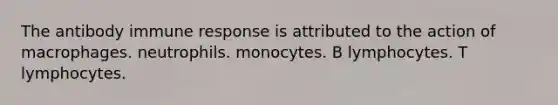 The antibody immune response is attributed to the action of macrophages. neutrophils. monocytes. B lymphocytes. T lymphocytes.