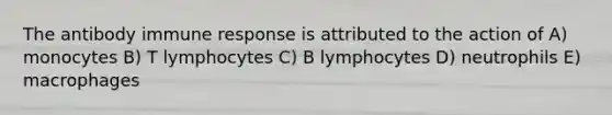 The antibody immune response is attributed to the action of A) monocytes B) T lymphocytes C) B lymphocytes D) neutrophils E) macrophages