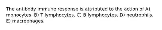 The antibody immune response is attributed to the action of A) monocytes. B) T lymphocytes. C) B lymphocytes. D) neutrophils. E) macrophages.