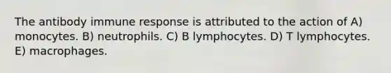 The antibody immune response is attributed to the action of A) monocytes. B) neutrophils. C) B lymphocytes. D) T lymphocytes. E) macrophages.