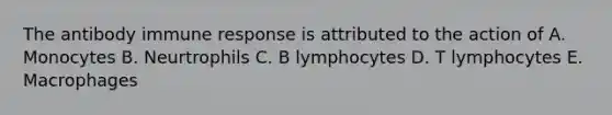 The antibody immune response is attributed to the action of A. Monocytes B. Neurtrophils C. B lymphocytes D. T lymphocytes E. Macrophages