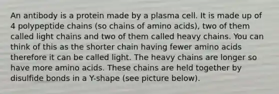 An antibody is a protein made by a plasma cell. It is made up of 4 polypeptide chains (so chains of <a href='https://www.questionai.com/knowledge/k9gb720LCl-amino-acids' class='anchor-knowledge'>amino acids</a>), two of them called light chains and two of them called heavy chains. You can think of this as the shorter chain having fewer amino acids therefore it can be called light. The heavy chains are longer so have more amino acids. These chains are held together by disulfide bonds in a Y-shape (see picture below).