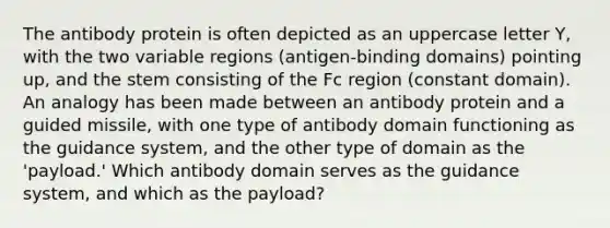 The antibody protein is often depicted as an uppercase letter Y, with the two variable regions (antigen-binding domains) pointing up, and the stem consisting of the Fc region (constant domain). An analogy has been made between an antibody protein and a guided missile, with one type of antibody domain functioning as the guidance system, and the other type of domain as the 'payload.' Which antibody domain serves as the guidance system, and which as the payload?