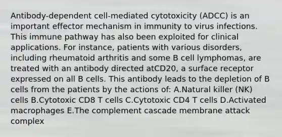 Antibody-dependent cell-mediated cytotoxicity (ADCC) is an important effector mechanism in immunity to virus infections. This immune pathway has also been exploited for clinical applications. For instance, patients with various disorders, including rheumatoid arthritis and some B cell lymphomas, are treated with an antibody directed atCD20, a surface receptor expressed on all B cells. This antibody leads to the depletion of B cells from the patients by the actions of: A.Natural killer (NK) cells B.Cytotoxic CD8 T cells C.Cytotoxic CD4 T cells D.Activated macrophages E.The complement cascade membrane attack complex