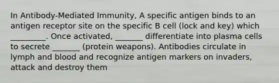 In Antibody-Mediated Immunity, A specific antigen binds to an antigen receptor site on the specific B cell (lock and key) which _________. Once activated, _______ differentiate into plasma cells to secrete _______ (protein weapons). Antibodies circulate in lymph and blood and recognize antigen markers on invaders, attack and destroy them