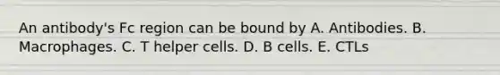 An antibody's Fc region can be bound by A. Antibodies. B. Macrophages. C. T helper cells. D. B cells. E. CTLs